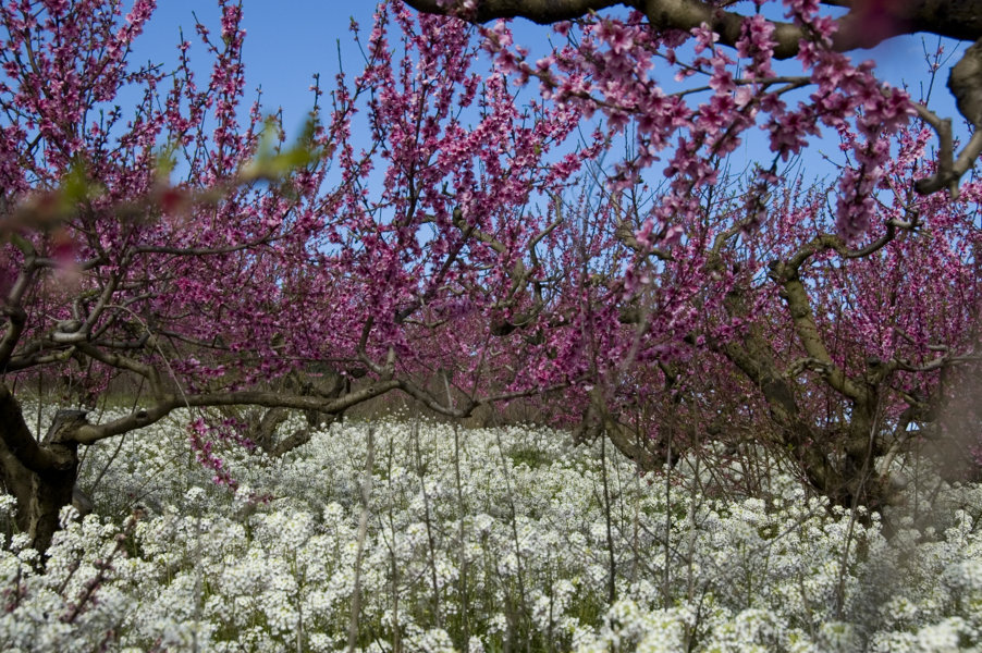 Árboles en flor - Sant Sadurni d'Anoia - Barcelona - Catalunya
